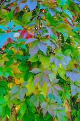 green leaves of the virgin maiden with bright daylight outdoors in autumn