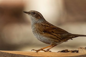 Oiseaux du Grésivaudan - Isère.