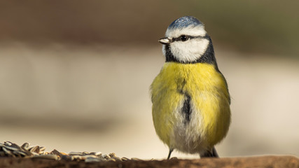 Obraz premium Oiseaux du Grésivaudan - Isère.