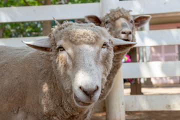 Sheep she can touch, Park in Funabashi City, Chiba prefecture, Japan