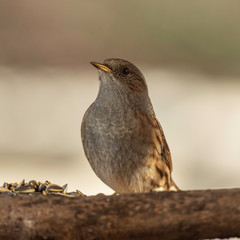 Obraz premium Oiseaux du Grésivaudan - Isère.