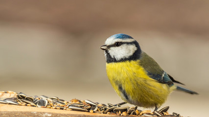 Oiseaux du Grésivaudan - Isère.