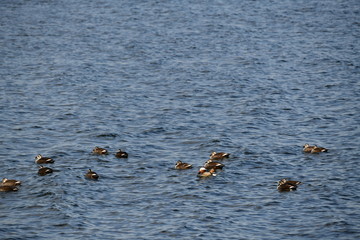 カルガモとおしどりのオス