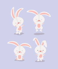 group of cute rabbits