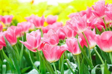beautiful tulips flower bloom in spring day, postcard idea concept design.