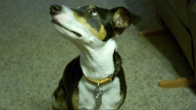 Dog looking at camera.