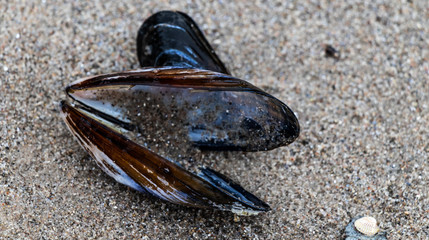 Miesmuscheln am Strand