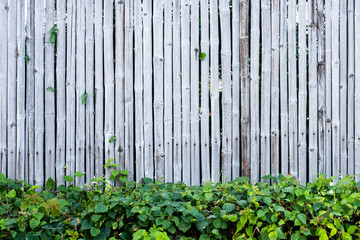 Obraz premium Bamboo fence wall background and texture with green plant decoration.