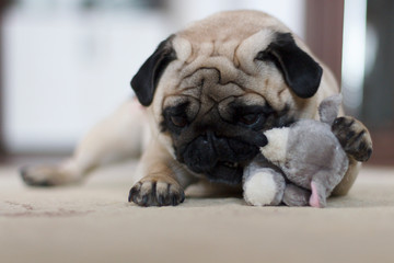 Obraz premium Funny pug dog playing with plush toy mouse