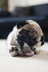 Funny pug dog playing with plush toy mouse