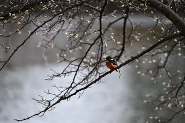 カワセミのオス