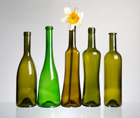 Empty wine bottles on a white background. Yellow daffodil in the neck of the bottle. Isolated on white