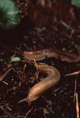Land Snail (Gastropoda)