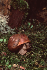 Land Snail (Gastropoda)