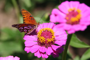 Orange butterfly on pink zinnia flower