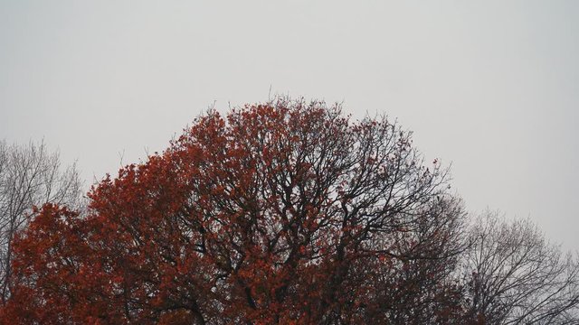 autumn flock of birds flying around oak tree - Staffordshire, England - December 2018