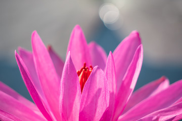 red lotus flower and morning sunshine