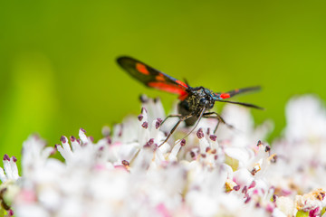 The butterfly on the flower of the Sambucus nigra