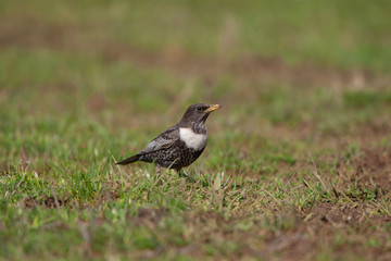 Ring Ouzel birds