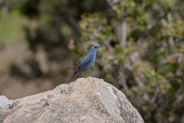 Blue Rock Thrush Birds