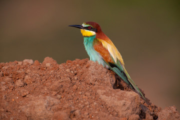 European Bee-eater Bird