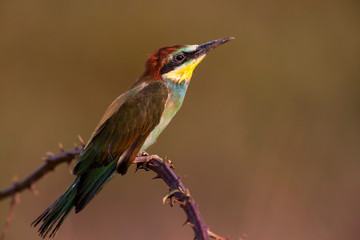 Obraz premium European Bee-eater Bird