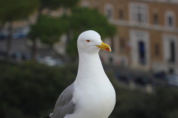 A white seagull on a stone surface looks around
