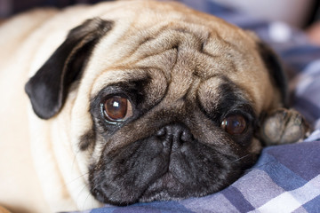 Very sad dog pug with sad big eyes lies on a checkered rug