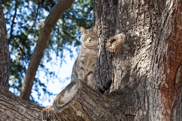 Striped cat playing in tree