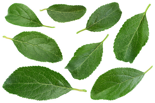 Blue plum leaf on white