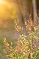 Naklejka premium Flower of grass In the meadow backlit the orange light of the sun in the evening can see grass silhouette.