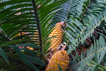 Encephalartos kisambo 