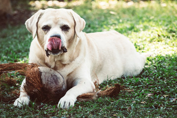 The dog labrador retriever in the garden and coconut