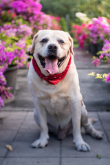 The dog labrador retriever in the garden and flower