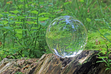 wald in kristallkugel