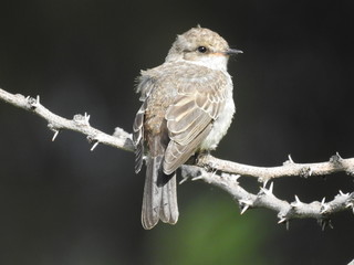 HEMBRA DE PETIROJO