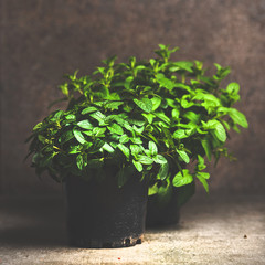 Fresh mint growing in pots over concrete table at home, copy space, square crop. Organic homegrown herb for healthy lifestyle. Spring gardening concept