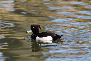 close view male tufted duck (aythya fuligula) swimming on water surface