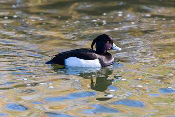 male tufted duck (aythya fuligula) swimming on water surface