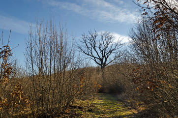 Deciduous forest, part of  the plateau  above Demir Baba Teke, cult monument honored by both Christians and Muslims in winter near Sveshtari village, Municipality Isperih, Razgrad District, Northeaste