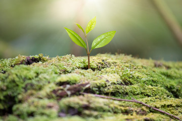 Tree grow up with sunlight
