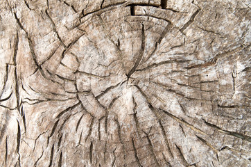 Old cracked log on the beach