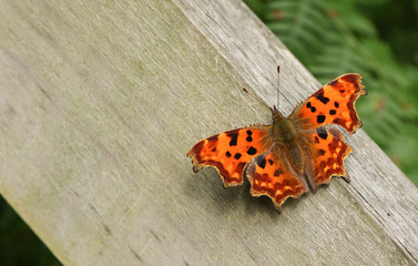 Fototapeta na wymiar A Comma Butterfly (Polygonia c-album) perched on a fence post.