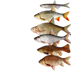 Freshwater peaceful fish on a white background. Isolated on white