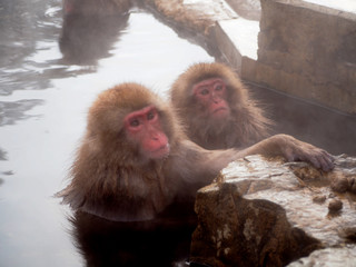 Snow monkey at hot spring in Winter season.