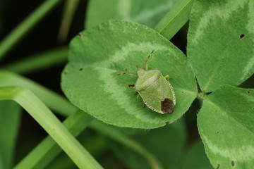 A Common Green Shieldbug (Palomena prasina) perched on a clover leaf.