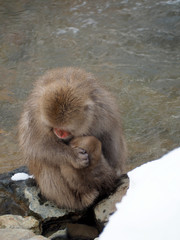 Snow monkey at hot spring in Winter season.