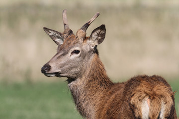 A young Red Deer stag (Cervus elaphus) head shot.
