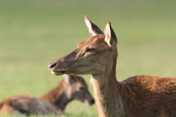 Naklejka na ściany i meble A beautiful Red Deer hind (Cervus elaphus) in a meadow during rutting season.