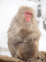 Snow monkey at hot spring in Winter season.